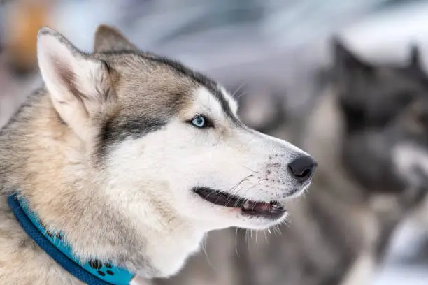 Photo of Husky dog portrait, winter snowy background. Funny pet on walking before sled dog training.