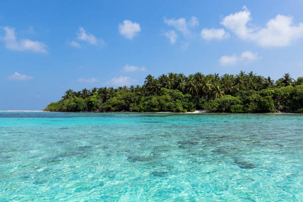 istock Sea with coconut palms island 1254032312