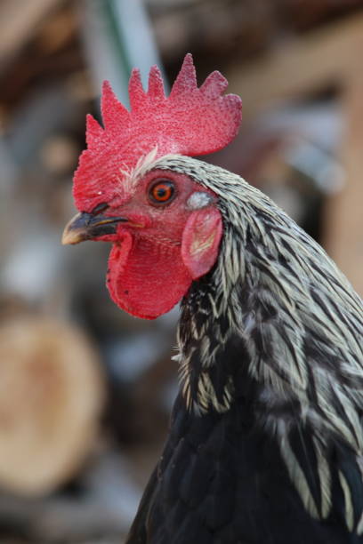 un gallo turco con bellissimo cockscomb rosso in ritratto - hahnenkamm foto e immagini stock