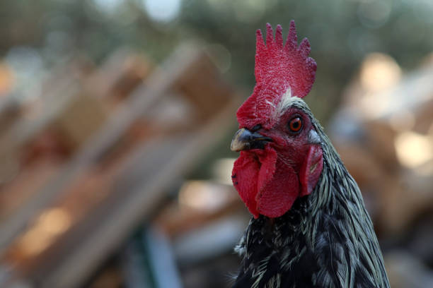 un gallo turco con bellissimo cockscomb rosso in ritratto - hahnenkamm foto e immagini stock