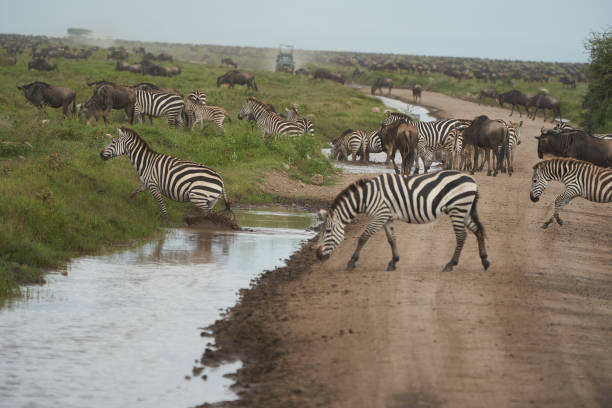 istock Great Migration Serengeti Gnu Wildebeest Zebra Connochaetes taurinus 1254034453