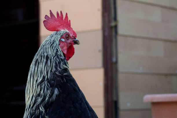 un gallo turco con bellissimo cockscomb rosso in ritratto - hahnenkamm foto e immagini stock