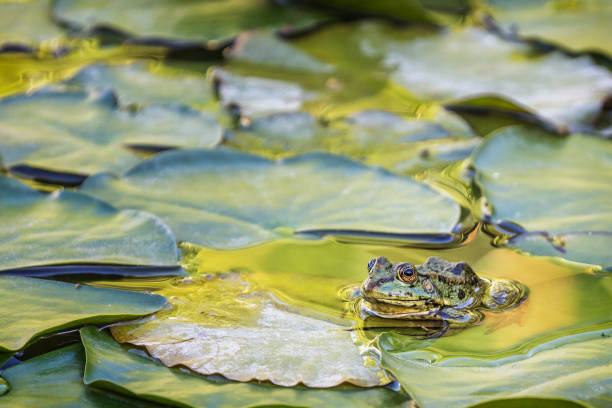istock Green frog (Pelophylax) in a pond between aquatic plants 1254035206