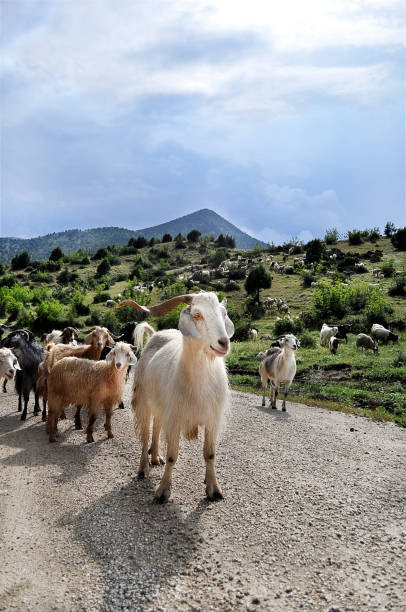 Herd of goats living in Köroğlu Mountains