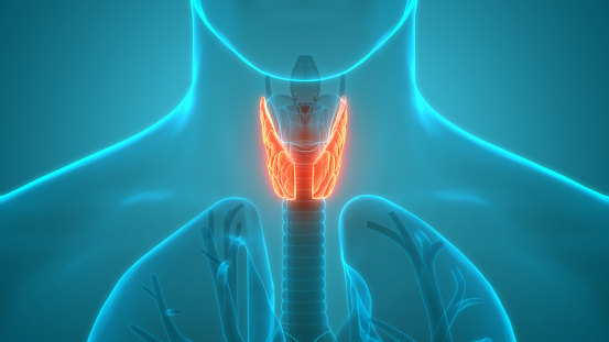 3D Illustration Concept of Human Body Glands Lobes of Thyroid Gland Anatomy