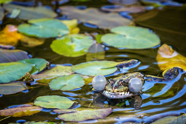 istock Green frog (Pelophylax) in a pond between aquatic plants 1254035277