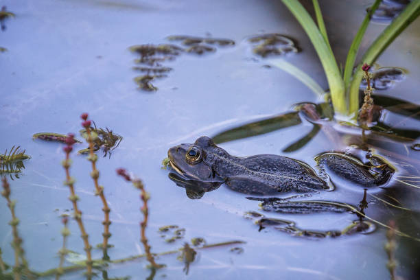 istock Green frog (Pelophylax) in a pond between aquatic plants 1254035322