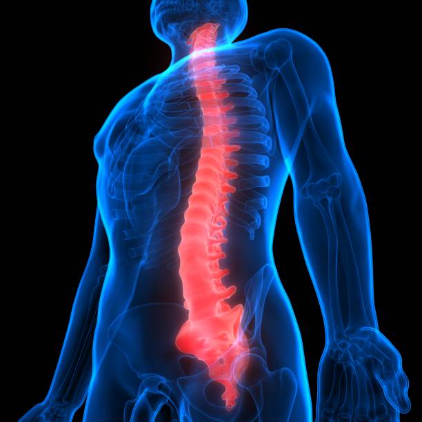 istock Vertebral Column of Human Skeleton System Anatomy 1254035385