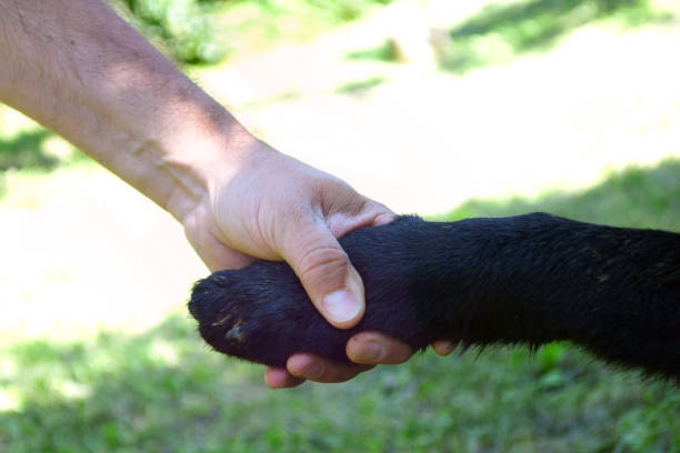 istock Handshake, Dog, Pets, Animal, Paw 1254035442