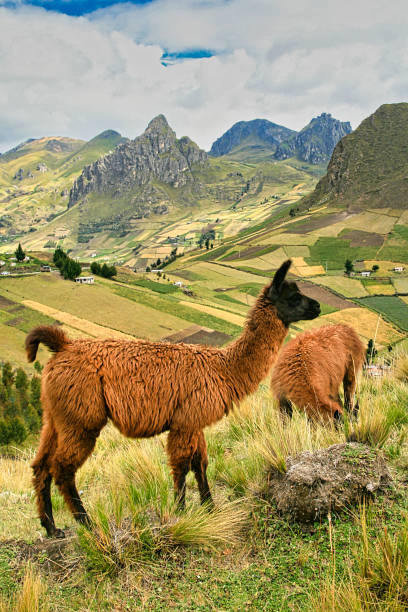 istock Llamas, Ecuadorian Andes, Ecuador 1254035485