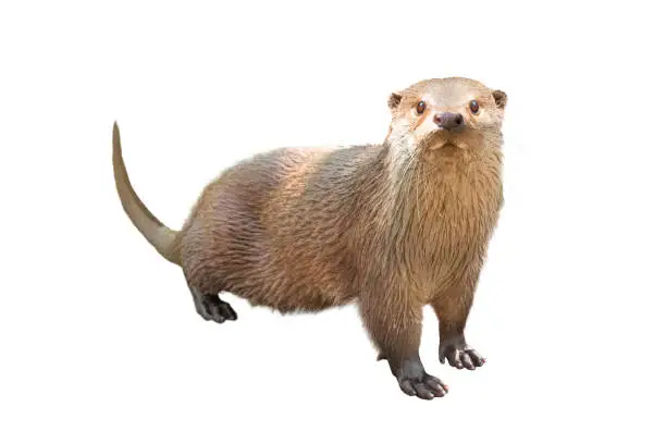 Photo of River otter isolated on a white background.