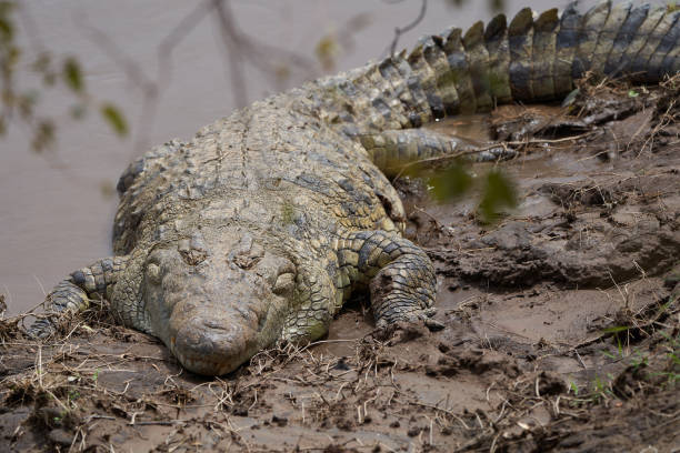 istock Nile crocodile Crocodylus niloticus large crocodilian at river Mara Kenya 1254035742