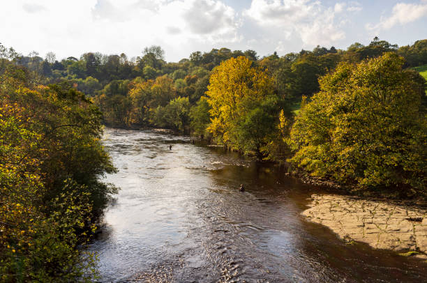 pesca a mosca nel fiume swale, north yorkshire - north yorkshire foto e immagini stock