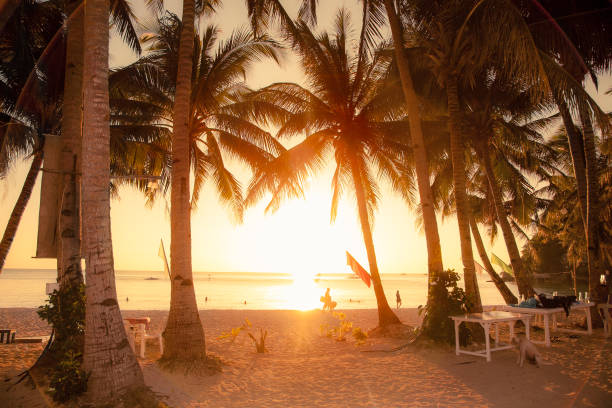 istock Palm trees during sunset on White beach. Boracay. Philippines. 1254041221
