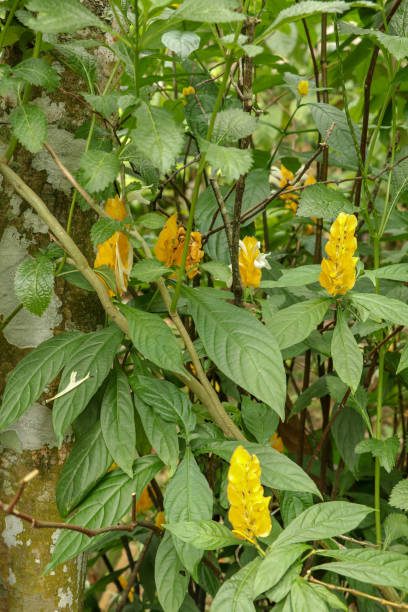 A close-up of the distinct yellow petals of the Pachystachys lutea plant or Golden Candle. Lollipop Plant and Golden Shrimp Plant. Yellow colour of the flower when blooming is such a beautiful view. A close-up of the distinct yellow petals of the Pachystachys lutea plant or Golden Candle. Lollipop Plant and Golden Shrimp Plant. Yellow colour of the flower when blooming is such a beautiful view. pachystachys lutea stock pictures, royalty-free photos & images