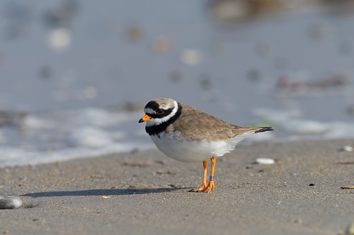 Ringed plover (Charadrius hiaticula)