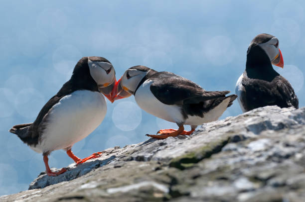 Puffin Department (Fratercula arctica) Puffin (Fratercula arctica) puffin photos stock pictures, royalty-free photos & images