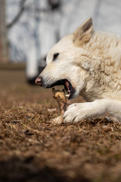 istock Selective focus on a white shepherd dog lying on the grass and eating a bone. 1254044074