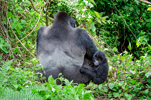 A large silverback with his small sun, both are members of a family of Eastern Lowland Gorillas (gorilla beringei graueri). Location: Kahuzi Biega, Democratic Republic of CongoPlease note - this is a rare wildlife shot, not made in a zoo/reservate.NOTE FOR INSPECTOR: motion blurr plus lots of flies at the small gorilla.