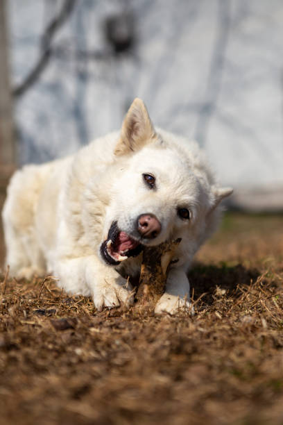 istock Selective focus on a white shepherd dog lying on the grass and eating a bone. 1254045243