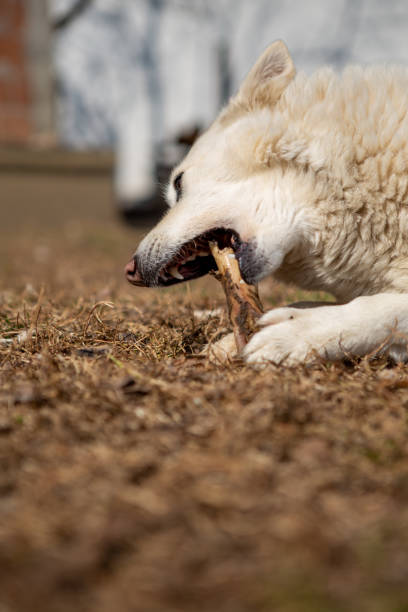 istock Selective focus on a white shepherd dog lying on the grass and eating a bone. 1254045806
