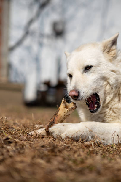 istock Selective focus on a white shepherd dog lying on the grass and eating a bone. 1254045941