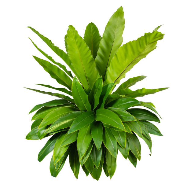 istock tropical leaves, abstract green leaves texture, nature background 1254046945