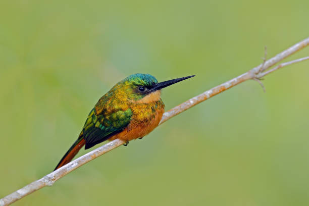 Rufous-tailed Jacamar, Galbula ruficauda, exotic bird sitting on the branch with clear green background, Trinidad and Tobago