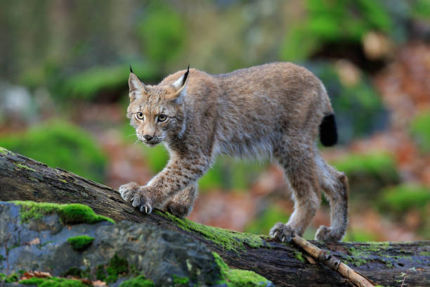 istock Walking wild cat Eurasian Lynx in green forest 1254047170