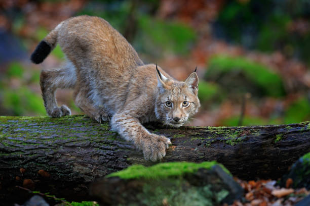 istock Walking wild cat Eurasian Lynx in green forest 1254047175