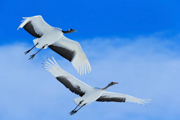istock Flying White two birds Red-crowned crane, Grus japonensis, with open wing, blue sky with white clouds in background, Hokkaido, Japan 1254047183