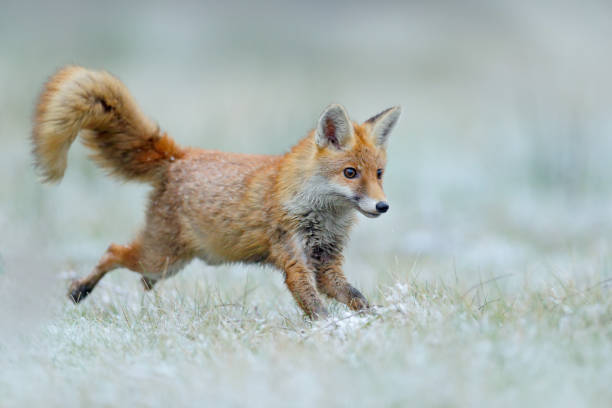 istock Running Red Fox, Vulpes vulpes, at snow winter 1254047189