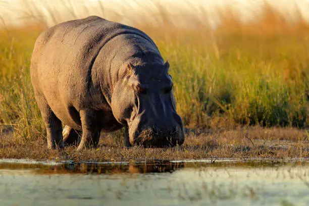 Photo of African Hippopotamus, Hippopotamus amphibius capensis, with evening sun, Chobe River, Botswana