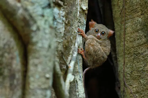 Photo of Portrait of Spectral Tarsier, Tarsius spectrum, from Tangkoko National Park, Sulawesi, Indonesia, in the large ficus tree