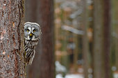 Great grey owl, Strix nebulosa, hidden of tree trunk in the winter forest, portrait with yellow eyes
