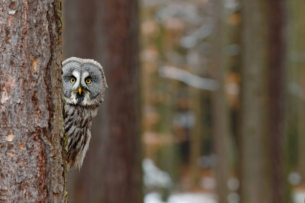 Great grey owl, Strix nebulosa, hidden of tree trunk in the winter forest, portrait with yellow eyes stock photo