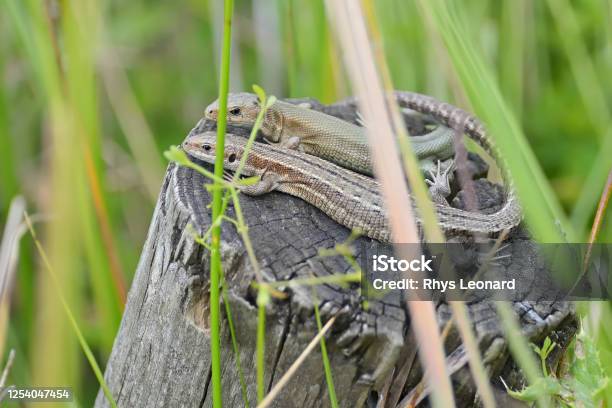 A Pair Of Male And Female Common Or Viviparous Lizards Bask Atop A Wooden Post Hidden Amongst Long Reeds And Grass Stock Photo - Download Image Now
