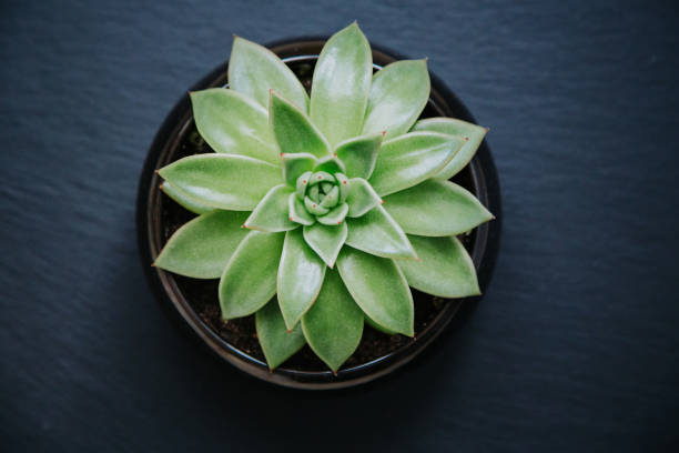 istock Succulent plant in a pot isolated on dark grey textured background. 1254047458