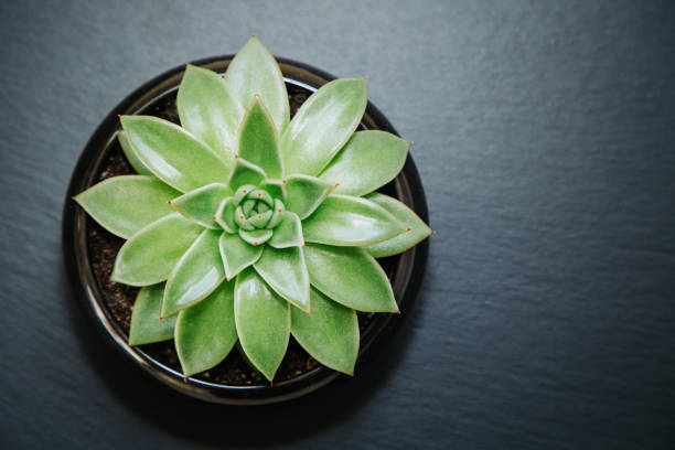 istock Succulent plant in a pot isolated on dark grey textured background. 1254047501