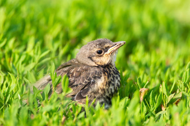 istock nestling thrush the Fieldfare 1254048334