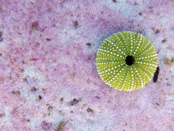 sea ​​urchin on pink sand in alghero - green sea urchin fotos imagens e fotografias de stock