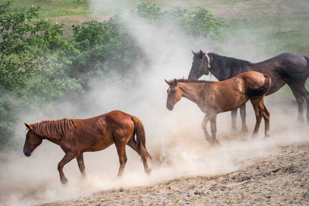 bellissimi cavalli di razze diverse che corrono nella polvere al tramonto - livestock horse bay animal foto e immagini stock