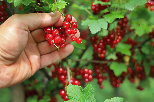 male hand picks fresh red currants from a bush in summer, collecting berries background.