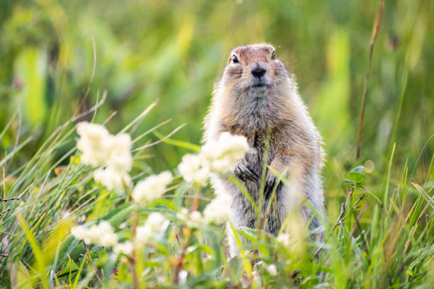 marmota divertida con piel esponjosa - groundhog day fotografías e imágenes de stock