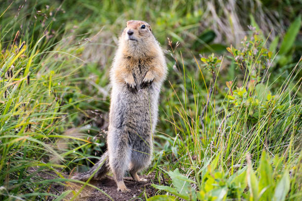 Gopher with cracker. Eastern Siberia, Yakutia.\nAlmost, near each temporary dwelling place of prospectors (gold miners) there is a gopher. Prospectors are constantly feeding him bread, biscuits, sugar, sweets, butter ... and he is affectionately called the \
