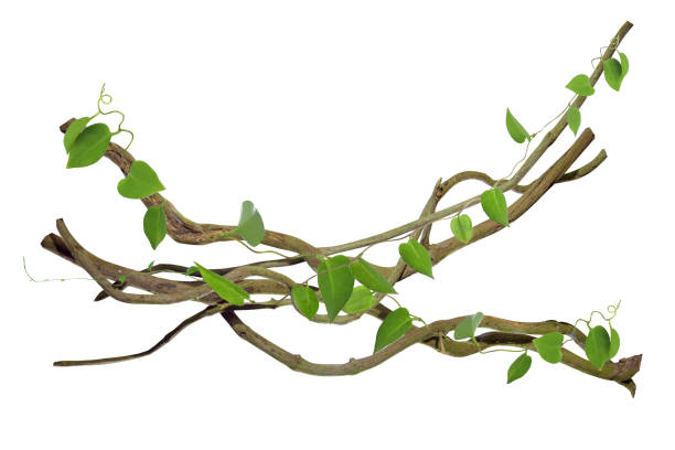 kreisförmige rebe an den wurzeln. buschtraube oder dreiblättrige wilde rebe cayratia (cayratia trifolia) liana efeu pflanzenbusch, natur rahmen dschungel grenze, isoliert auf weißem hintergrund mit clipping-pfad enthalten. floral desaign. hd-bild und gr - creeper plant tendril liana vine stock-fotos und bilder