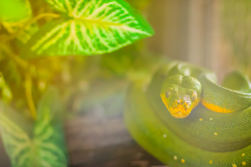 Green Tree Python Perched Cute Green Tree Python On The Tree Branch Green Tree Pythons Are Found ...