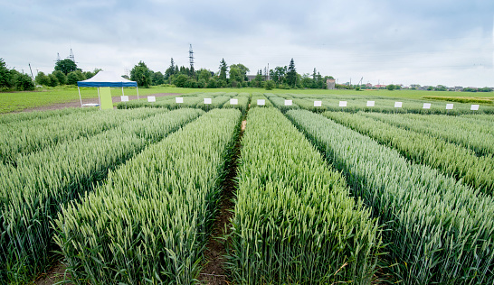 demo plots of cereals with pointers flags, new varieties in winter wheat