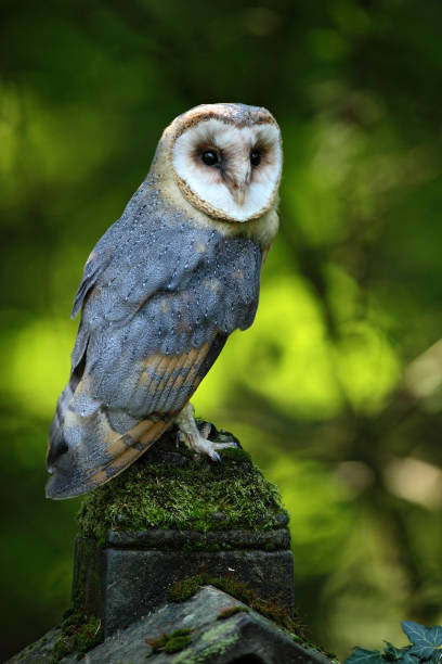 istock Nice bird barn owl, Tito alba, sitting on stone fence in forest cemetery, nice blurred light green the background 1254050607
