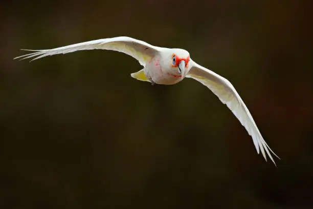 Long-billed Corella, Cacatua tenuirostris, flying white exotic parrot, bird in the nature habitat, action scene from wild, Australia